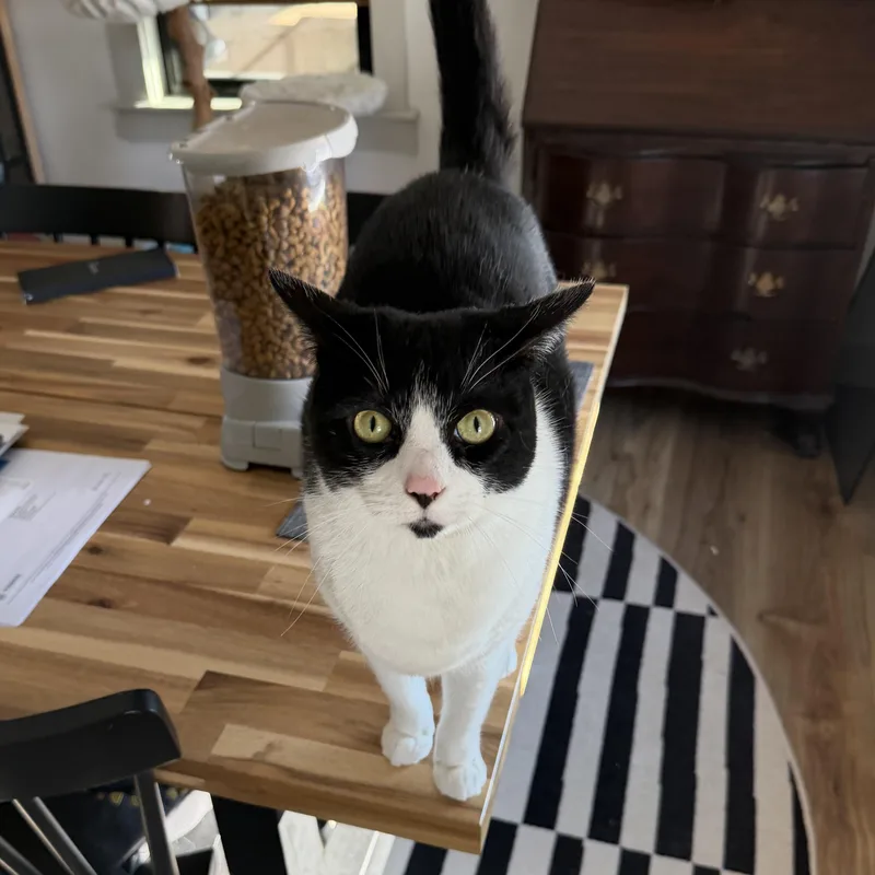 An adult medium-sized female Tuxedo cat named Asia for adoption in New Bedford, MA