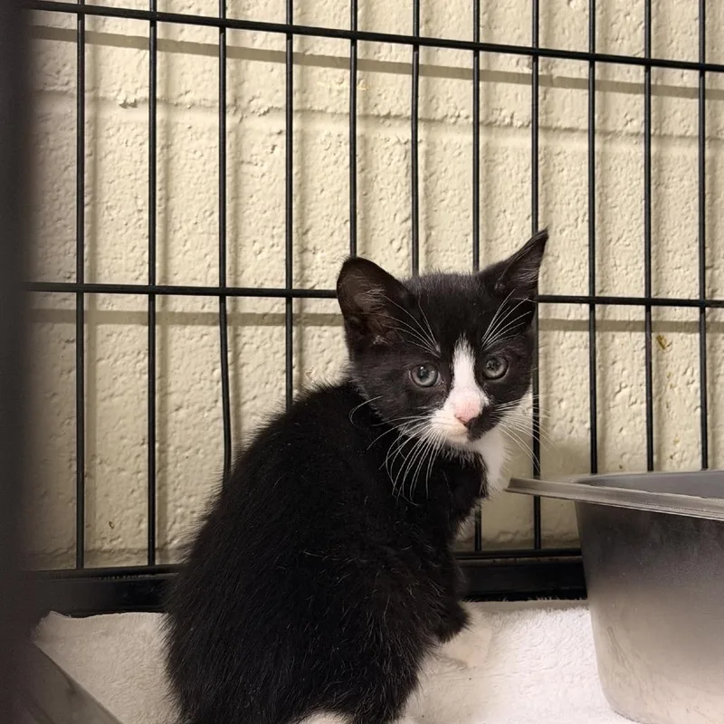 A baby small-sized male Black Domestic Short Hair cat named Athos for adoption in Columbus, NC