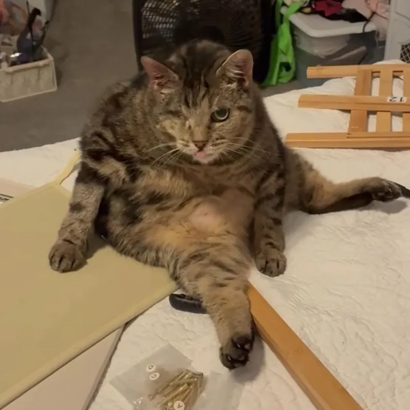 An adult large-sized male Tabby cat named Lil Man for adoption in Lancaster, SC