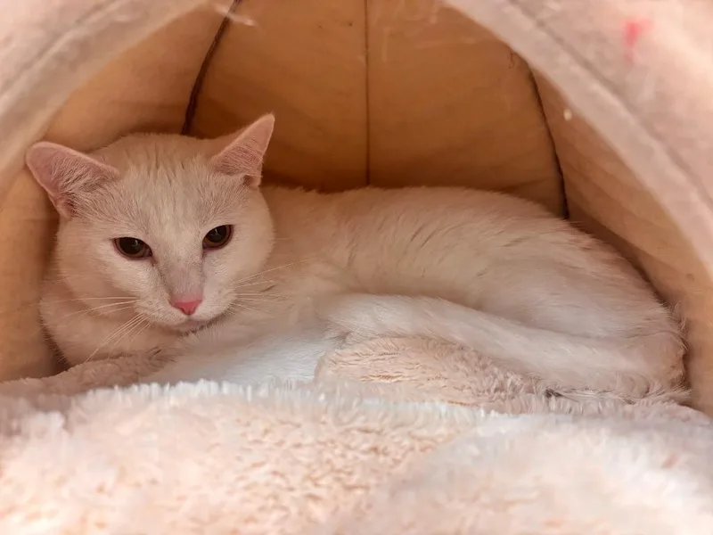 An adult medium-sized male Domestic Short Hair cat named Snowball for adoption in Madison, GA