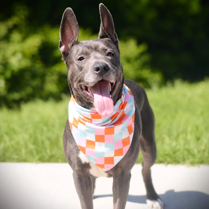 An adult medium-sized female Gray / Blue / Silver Terrier dog named Miss Lady for adoption in Amsterdam, NY