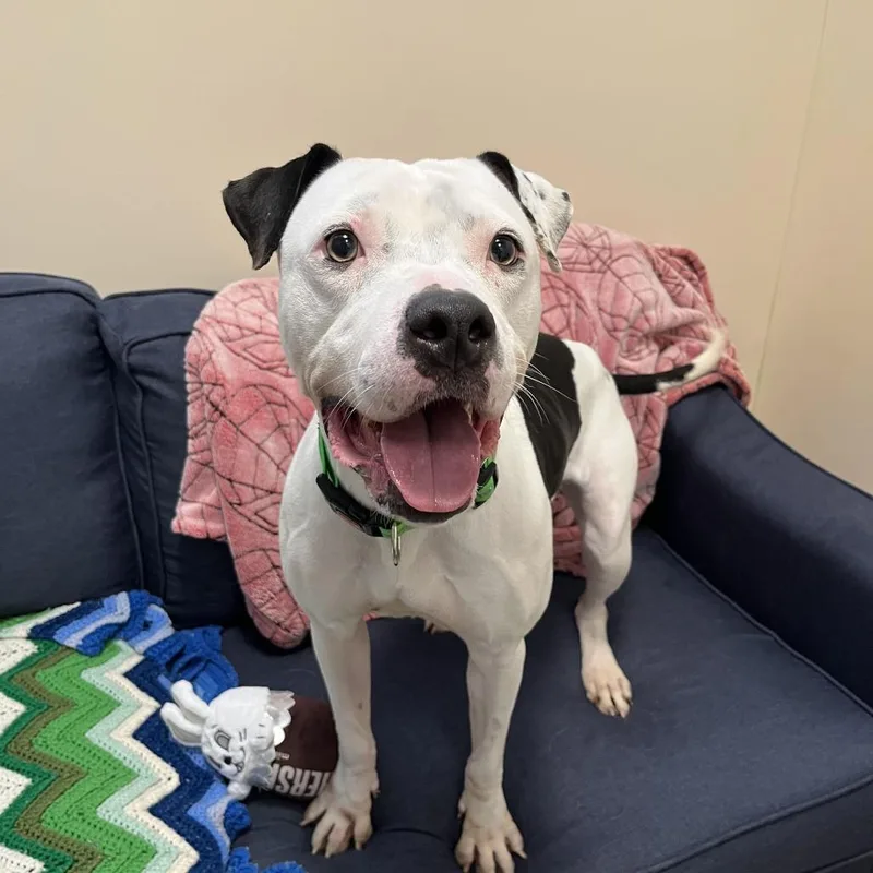 A young medium-sized female Black Pit Bull Terrier dog named Nala Simone for adoption in Chicago, IL