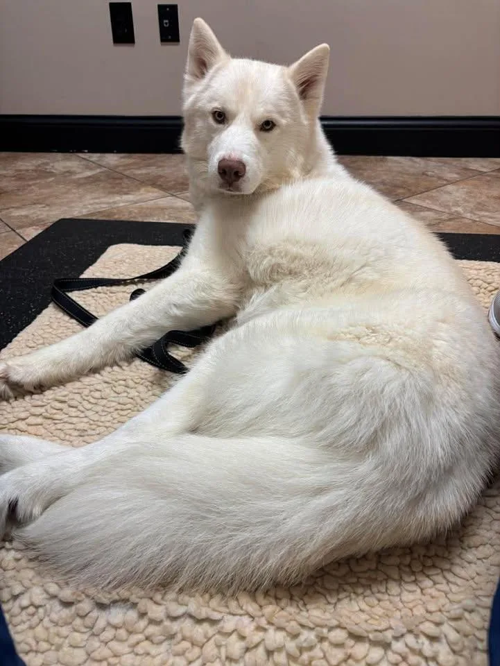 An adult medium-sized male White / Cream Husky dog named Bolt for adoption in Lexington, KY