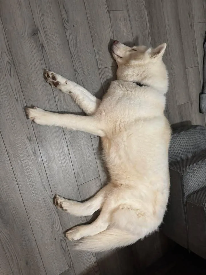 Bolt thumbnail 2