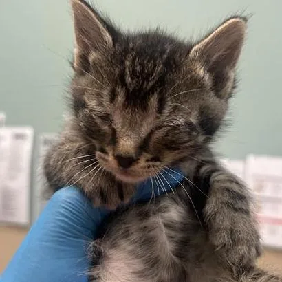 A baby small-sized male Brown / Chocolate Domestic Short Hair cat named Smokey for adoption in Tacoma, WA