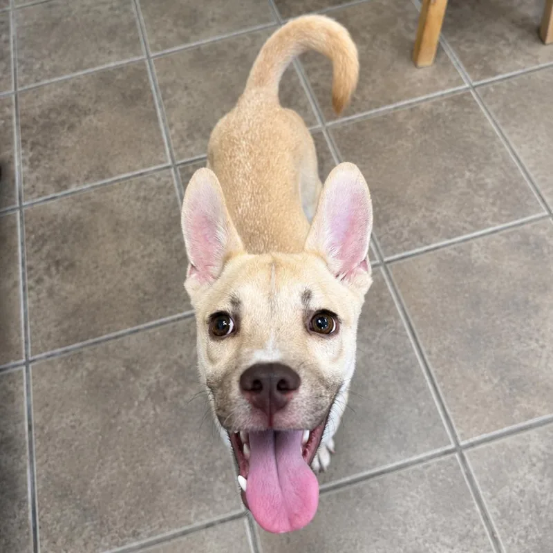 A young medium-sized male Yellow / Tan / Blond / Fawn Mixed Breed dog named Red for adoption in Hopkinton, MA