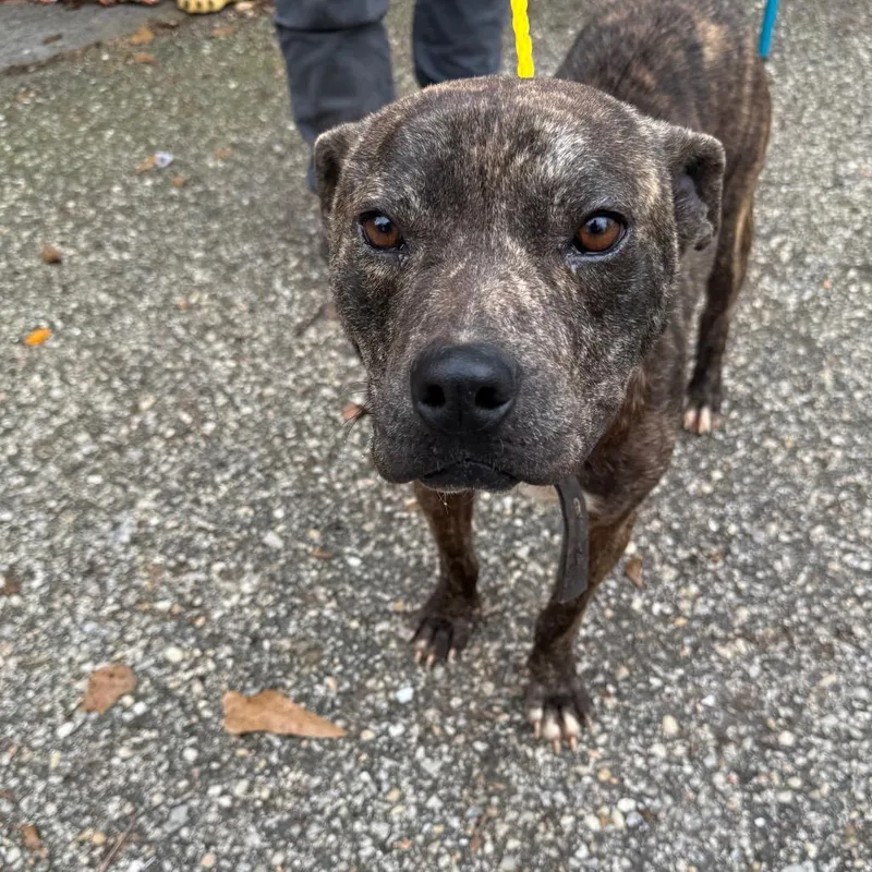 Armadillo thumbnail 2