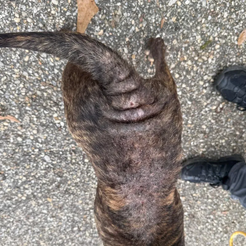 Armadillo thumbnail 3