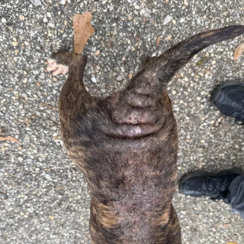 Armadillo thumbnail 4