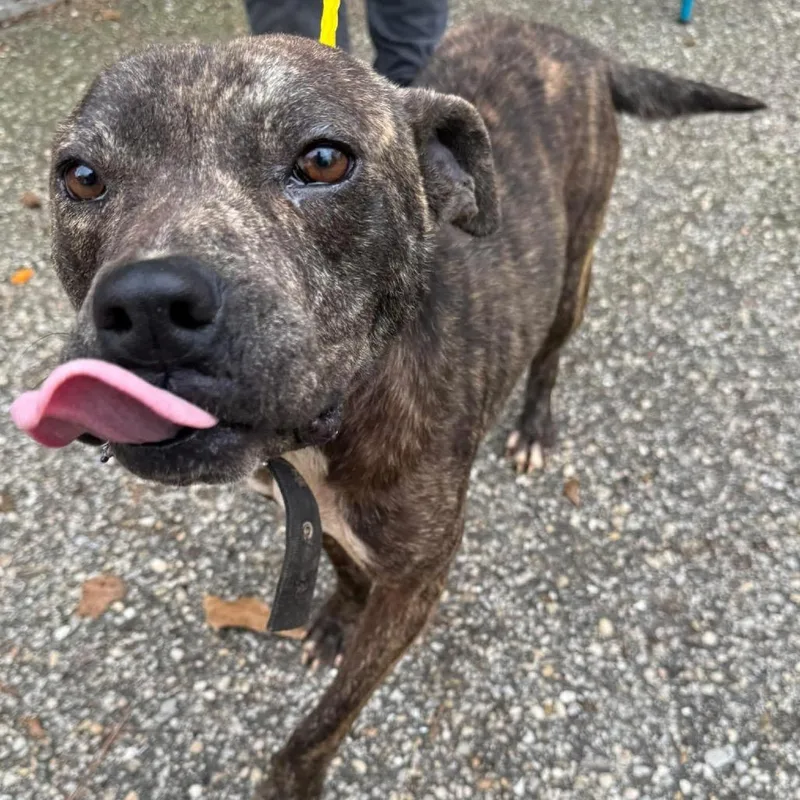 Armadillo thumbnail 5