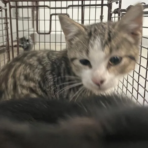A baby small-sized female Domestic Short Hair cat named Candolyn for adoption in Des Moines, IA