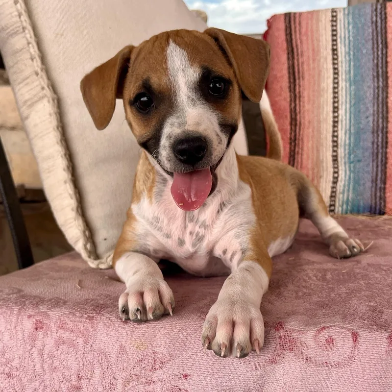A baby small-sized male Yellow / Tan / Blond / Fawn Chihuahua dog named Val for adoption in Marfa, TX