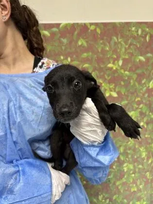 A young small-sized female Shepherd dog named Black Widow for adoption in San Antonio, TX