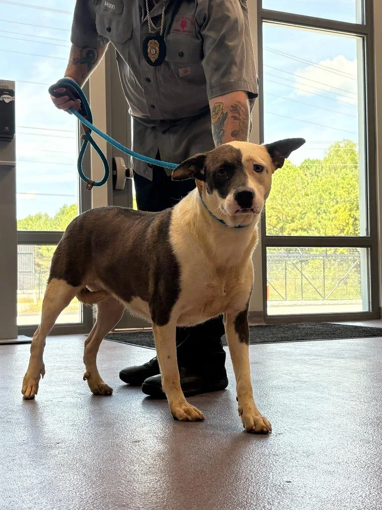 An adult medium-sized female Pit Bull Terrier dog named Stella for adoption in Benton, AR