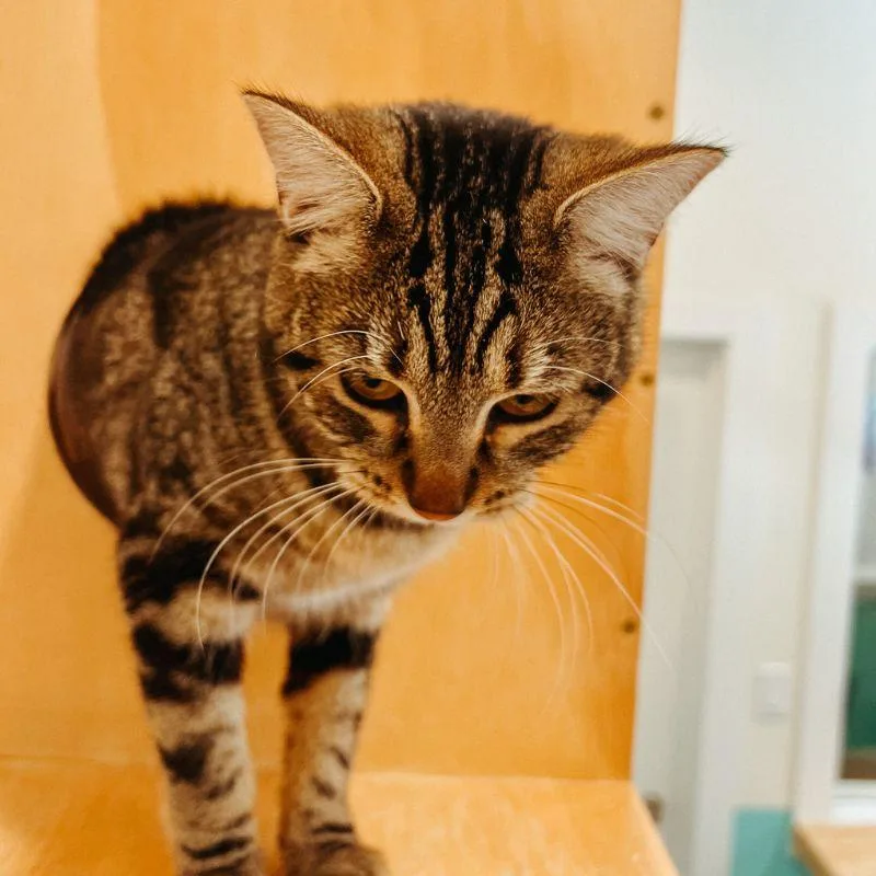 An adult medium-sized female Domestic Short Hair cat named Papaya for adoption in Jackson, WY