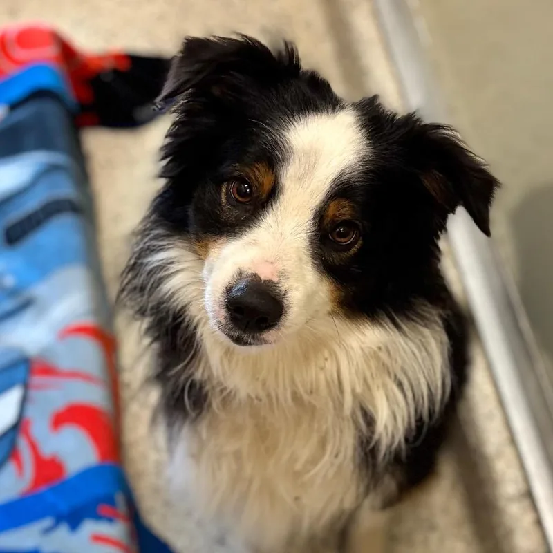 An adult medium-sized male Black Australian Shepherd dog named Tank for adoption in Nashville, IN