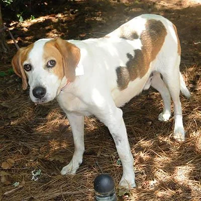 An adult medium-sized male Tricolor (Brown, Black, & White) Hound dog named Duncan for adoption in Lake Wylie, SC