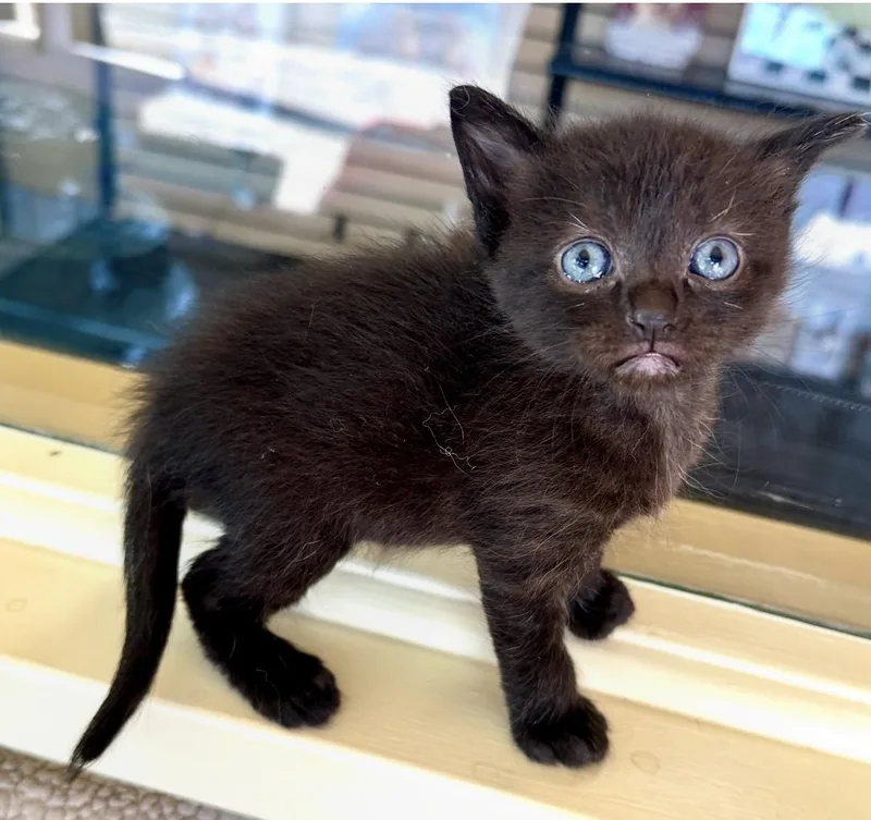 A baby medium-sized male Black Domestic Medium Hair cat named Carter for adoption in Sherman Oaks, CA