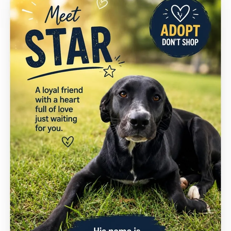 A young medium-sized male Black Labrador Retriever dog named Star for adoption in Hampton, VA