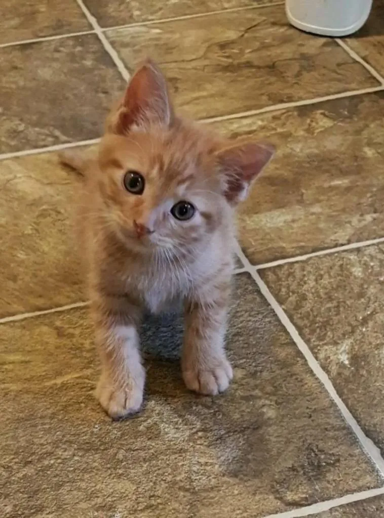 A baby medium-sized male Tabby (Orange / Red) Domestic Short Hair cat named Cedar for adoption in Tomah, WI