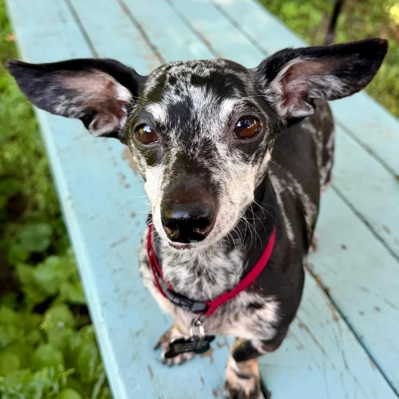 A senior small-sized male Black Dachshund dog named Paco for adoption in Cincinnati, OH