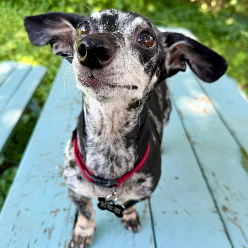 Paco thumbnail 2