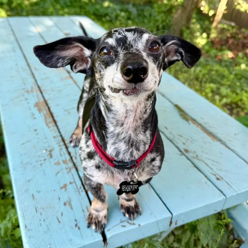 Paco thumbnail 4