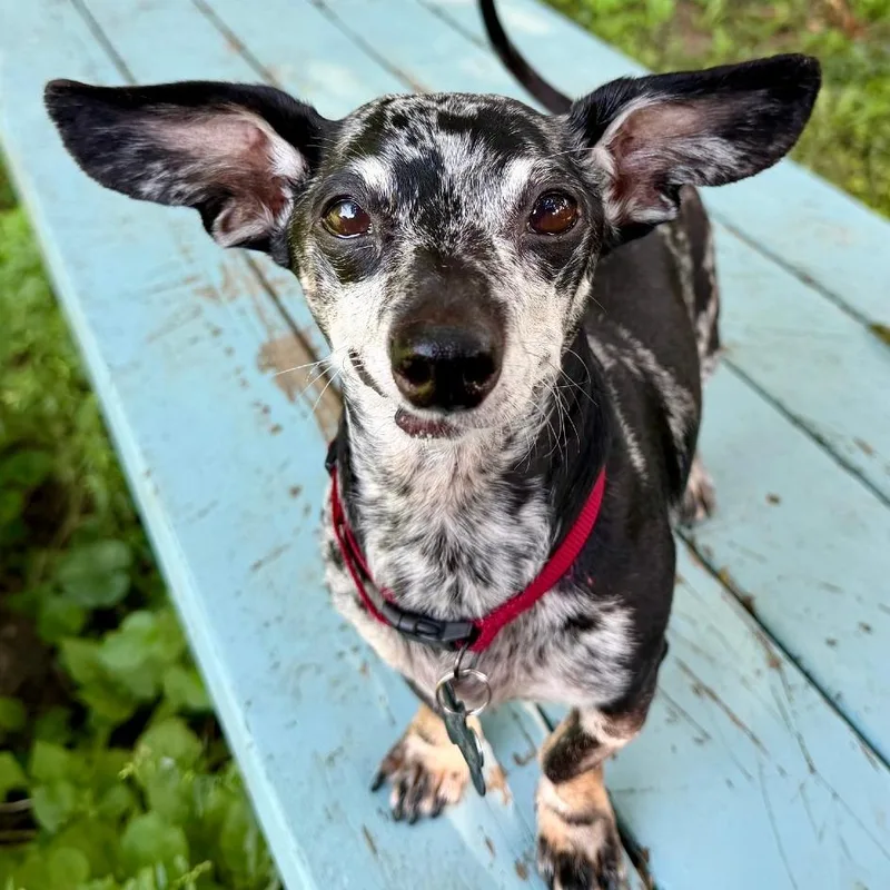 Paco thumbnail 5