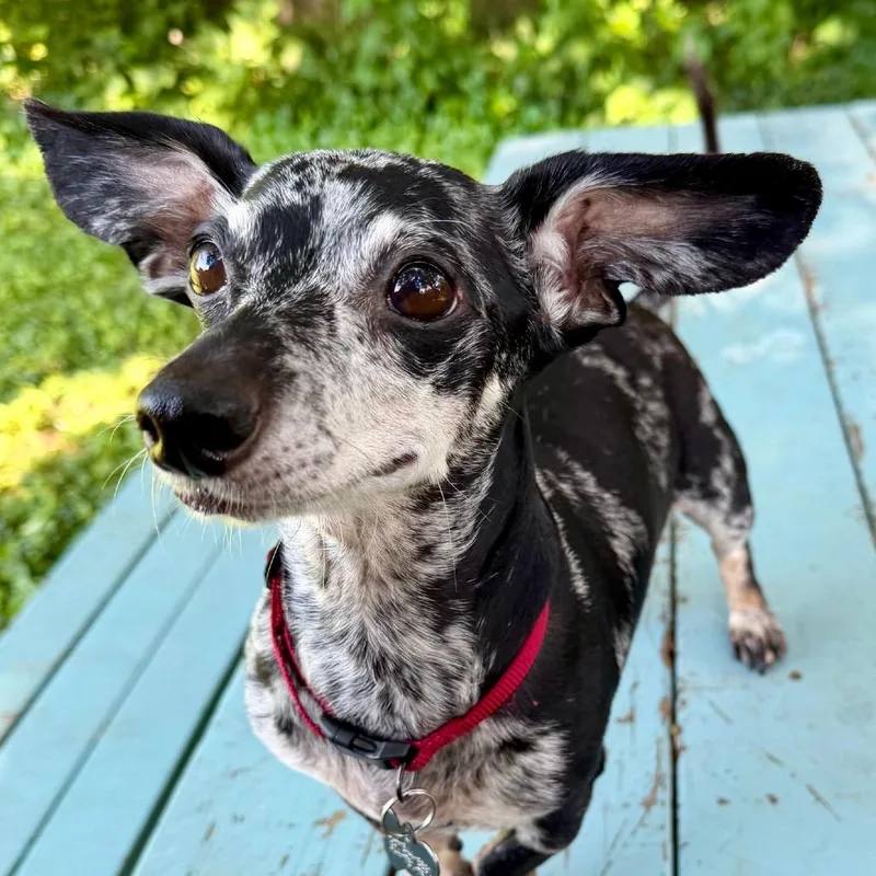 Paco thumbnail 6