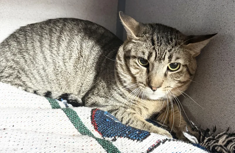 A young medium-sized male Tabby (Buff / Tan / Fawn) Domestic Short Hair cat named Crayola for adoption in Hudson, NY