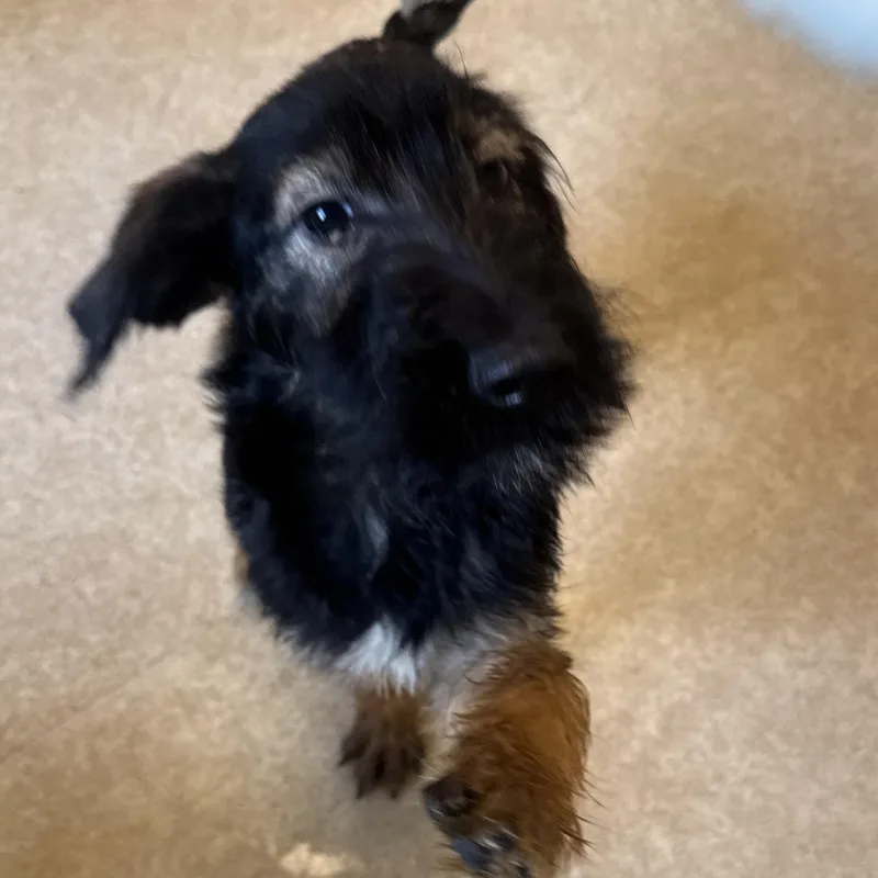 A baby medium-sized female German Shepherd Dog dog named Sansa for adoption in Philadelphia, PA
