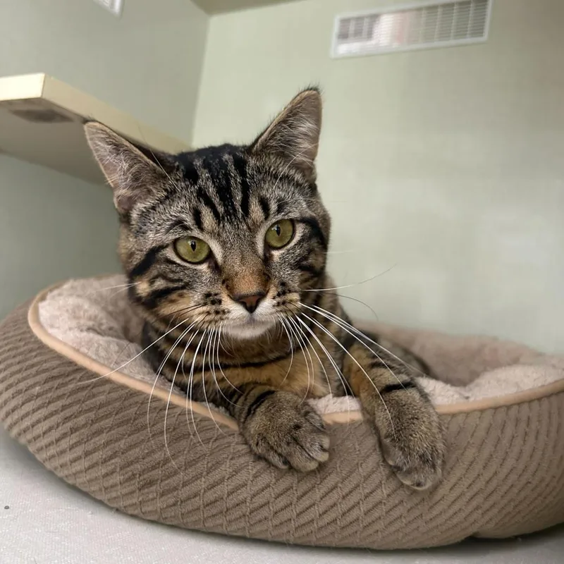 A young medium-sized male Brown / Chocolate Domestic Short Hair cat named Tenderloin for adoption in St. Paul, MN