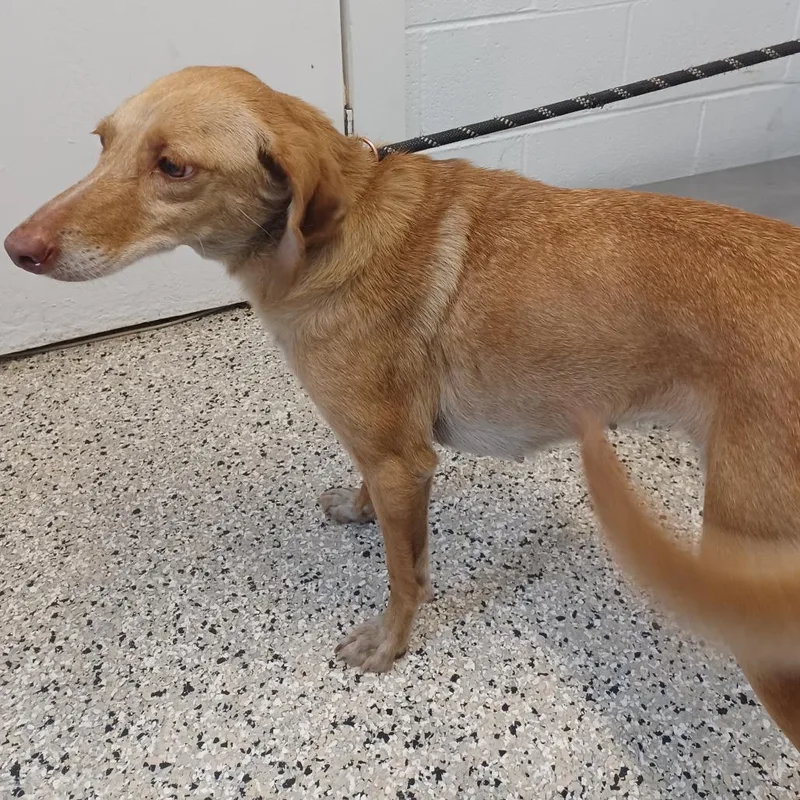 A senior medium-sized female Red / Chestnut / Orange Italian Greyhound dog named Squirrel for adoption in Hattiesburg, MS