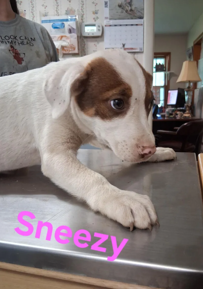 A baby small-sized female Pit Bull Terrier dog named Sneezy for adoption in Lynchburg, TN