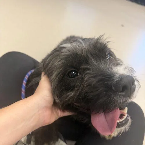 A young small-sized male Gray / Blue / Silver American Bulldog dog named Shaggy for adoption in Grand Junction, CO
