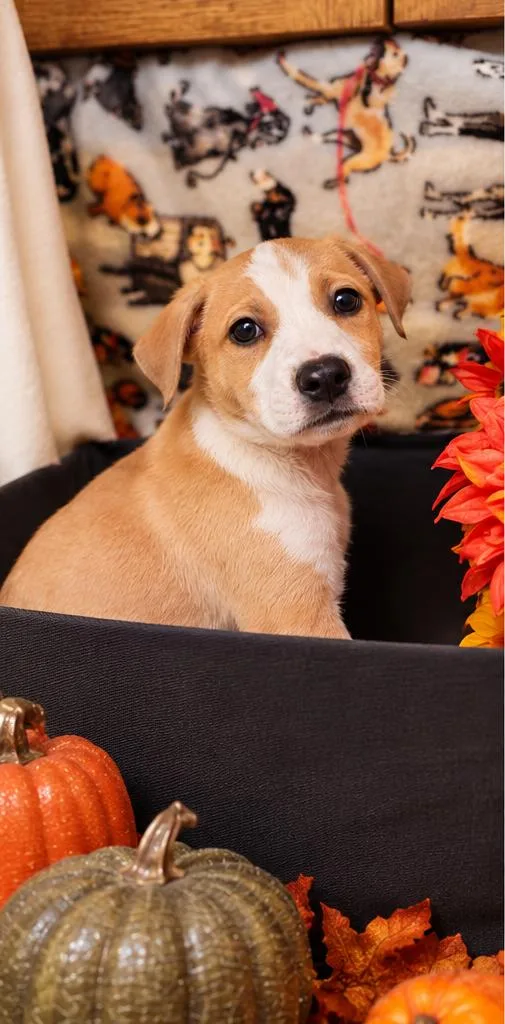 A baby medium-sized male Pit Bull Terrier dog named Twix for adoption in Sumter, SC