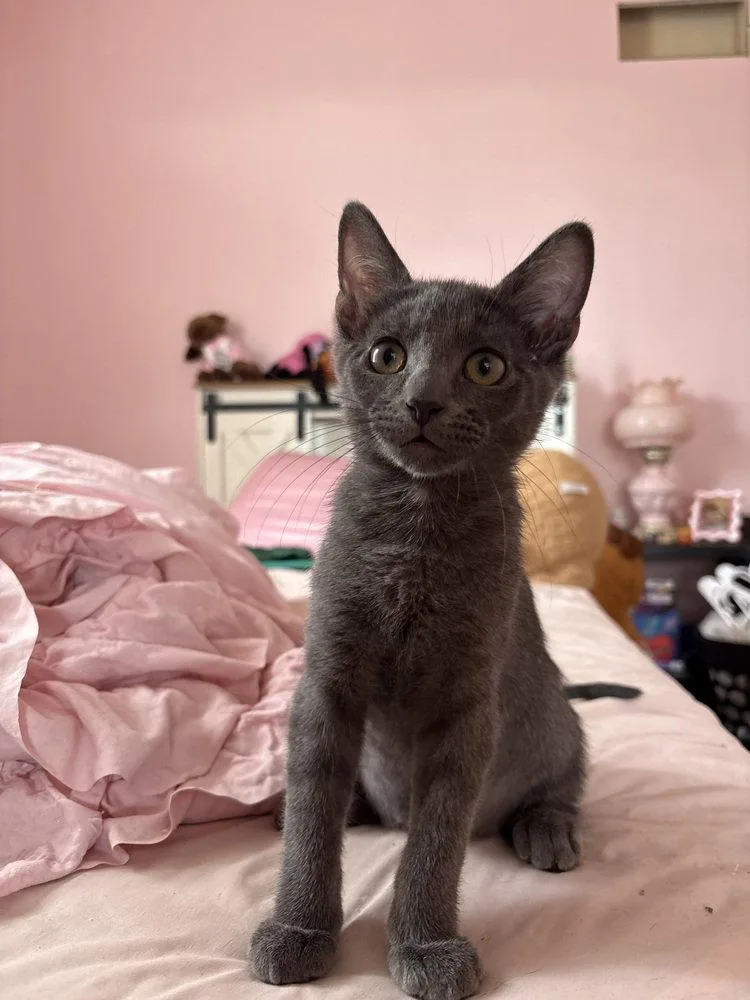 A baby small-sized male Gray / Blue / Silver Domestic Short Hair cat named Groot for adoption in O'Fallon, MO