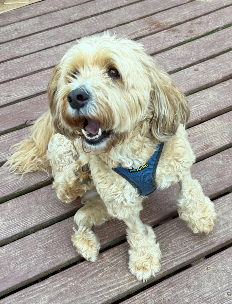 A senior medium-sized female Poodle dog named Lucy Mar for adoption in Pacolet, SC