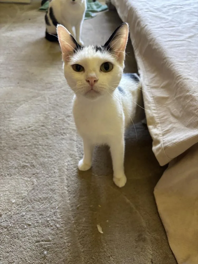 Sandra Dee thumbnail 4