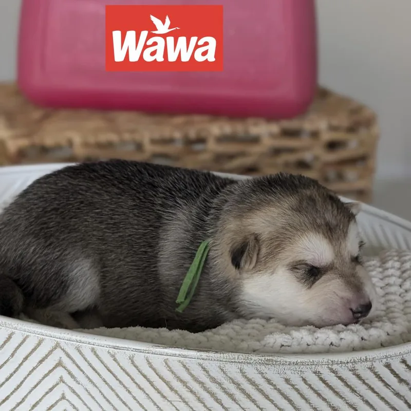 Wawa