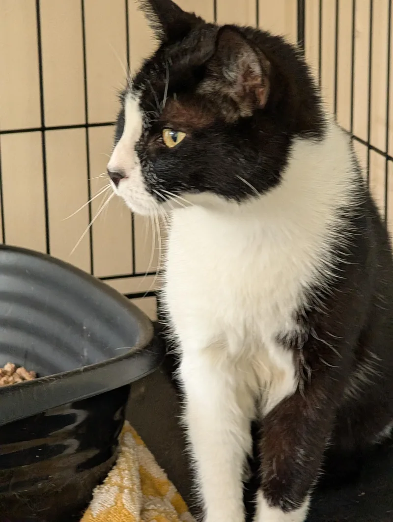 An adult large-sized male Black & White / Tuxedo Domestic Short Hair cat named Giyu for adoption in Burke, NY