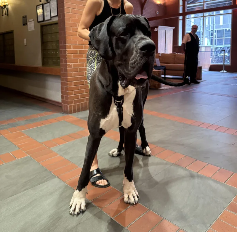 A young extra large-sized male Great Dane dog named Alpha for adoption in Pine Beach, NJ