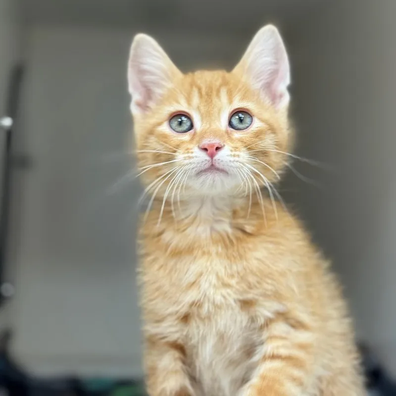 A baby small-sized male Orange / Red Domestic Short Hair cat named Cairo for adoption in Champaign, IL