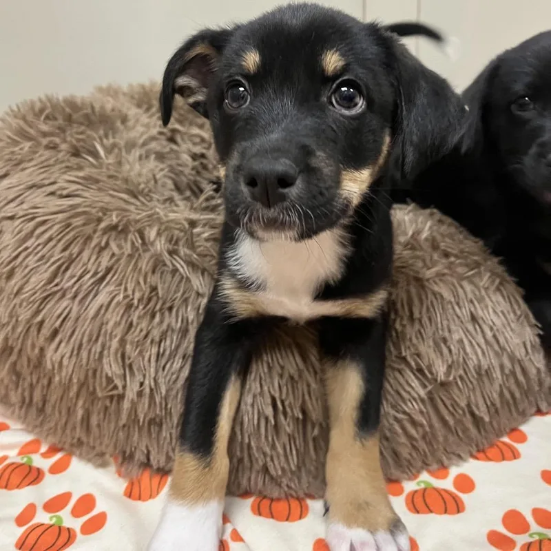 A baby medium-sized female Shepherd dog named Cantaloupe for adoption in Las Vegas, NV