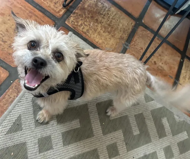 An adult small-sized male Apricot / Beige Shih Tzu dog named Bilbo for adoption in Davis, CA