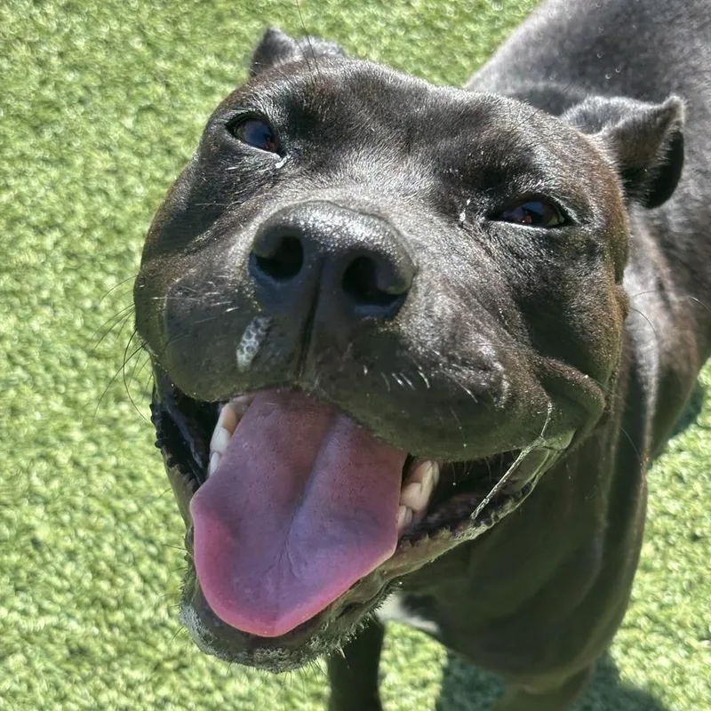 Galadriel thumbnail 5