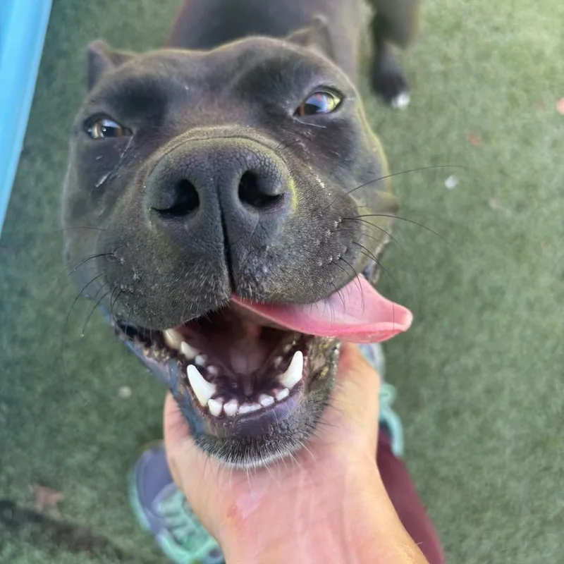 Galadriel thumbnail 6