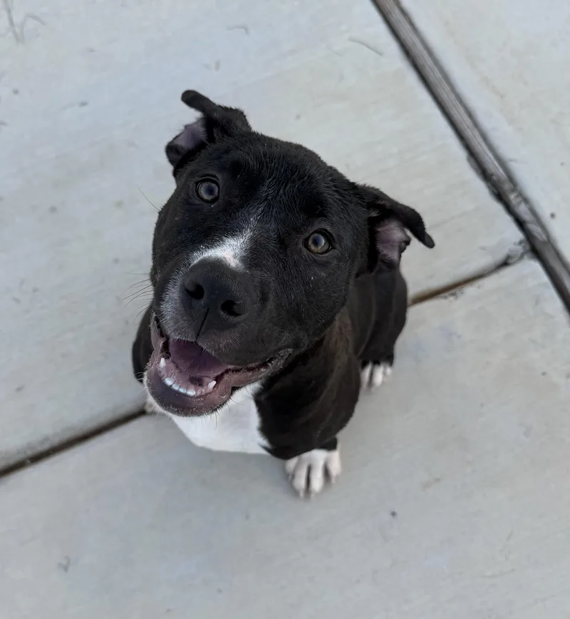 A baby large-sized female Black American Staffordshire Terrier dog named Holly for adoption in Haslet, TX