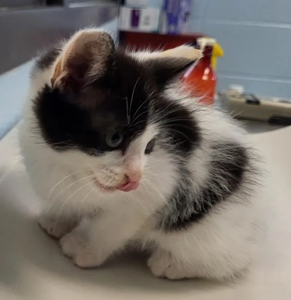 A baby small-sized female Domestic Short Hair cat named If Moo Moo for adoption in Lawrenceville, GA