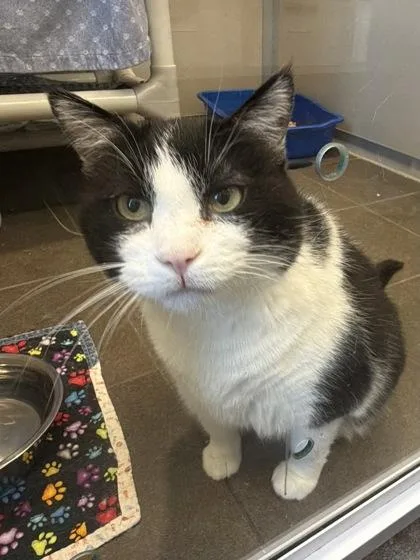 An adult small-sized female Domestic Short Hair cat named Felicity for adoption in Bellevue, WA